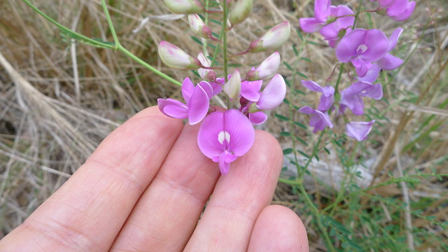 purple pea flower