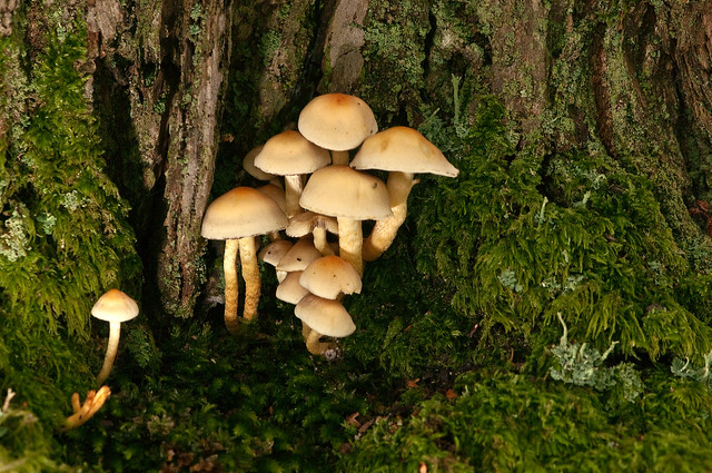 fungi tree base moss SML