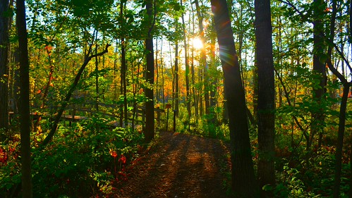 A walk in the woods by PhotonPirate, sunset nature woodland path
