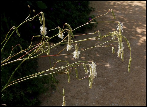 Sanguisorba tenuifolia - sanguisorbe à feuilles étroites  22308716689_15d7ccb403