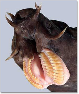 Hagfish jaws