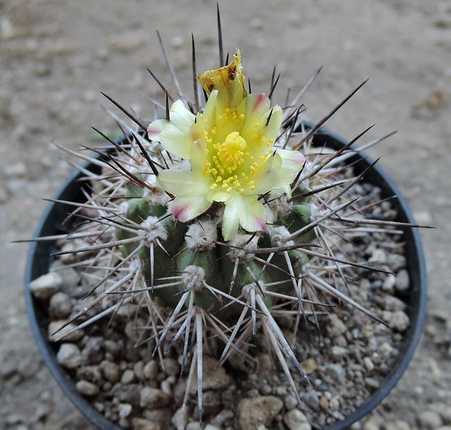 Copiapoa megarhiza var. echinata [N Huasco, Chile]