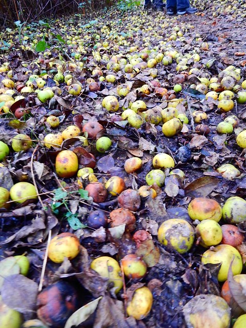 Crab apples Witley to Haslemere