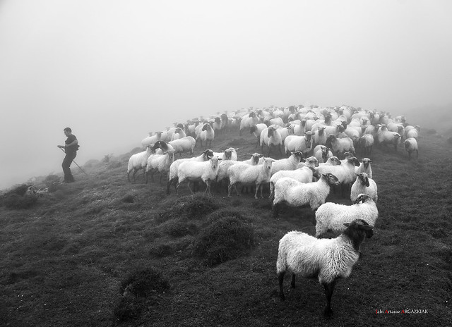 En busca de la oveja perdida