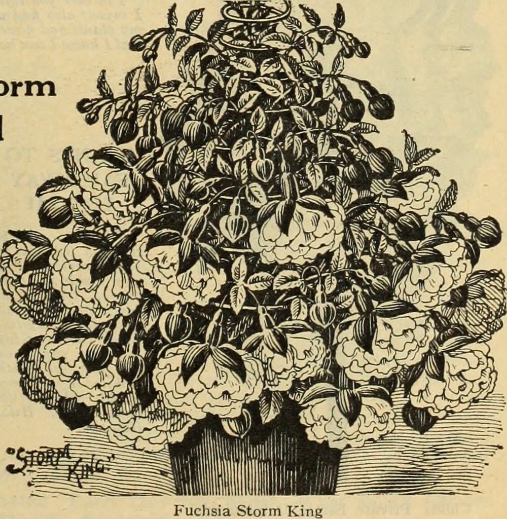 Spring 1929 Image from page 18 of