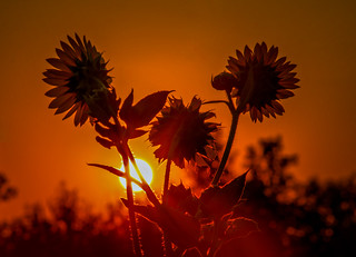Sunrise and Flowers