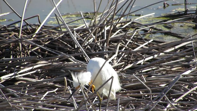 061: Snowy Egret, Egretta thula