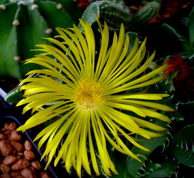 Faucaria flower