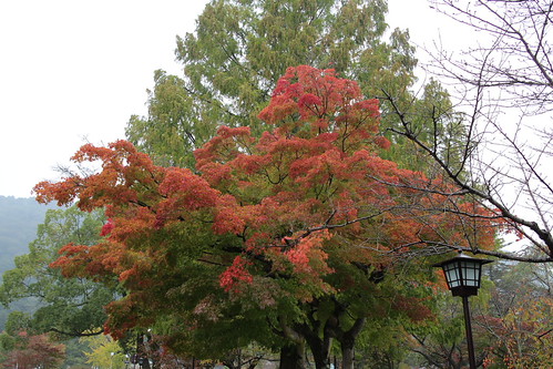 Maple leaves- Iwakuni | by Chen WenYuan