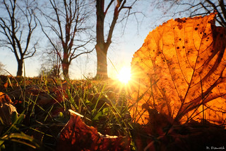 A Sunset With A Leaf