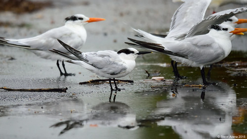 Sandwich Tern (Thalasseus sandvicensis) by Steve Arena, Photographed 25 October 2015, Calcasieu Ship Channel, Cameron, Cameron Parish, Louisiana

Remnants o