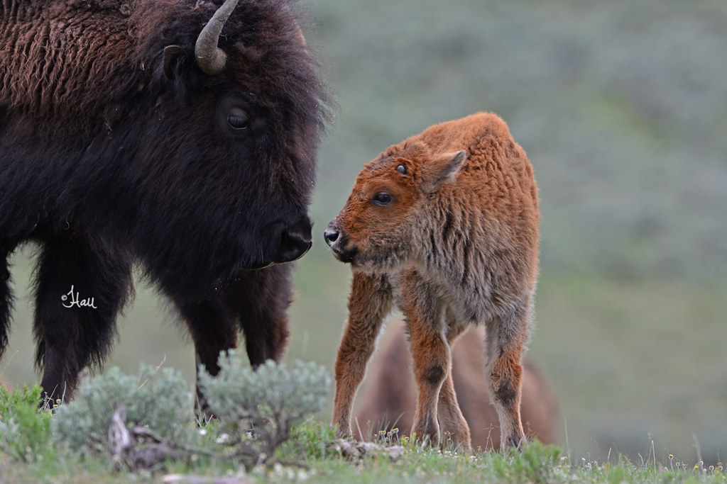 Sweet MOMent Between Bison Cow and her Calf - 7483b+