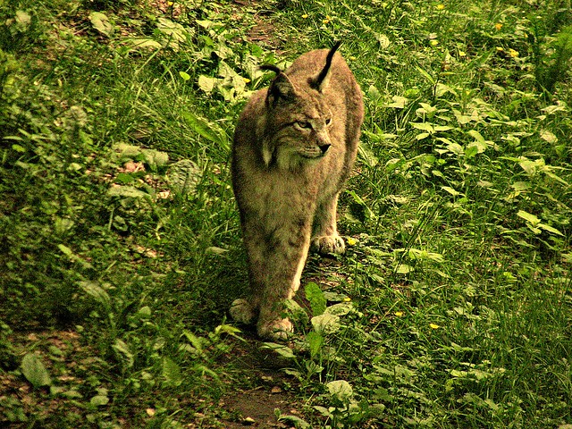 Wildpark Pforzheim, Luchs 75202/7397