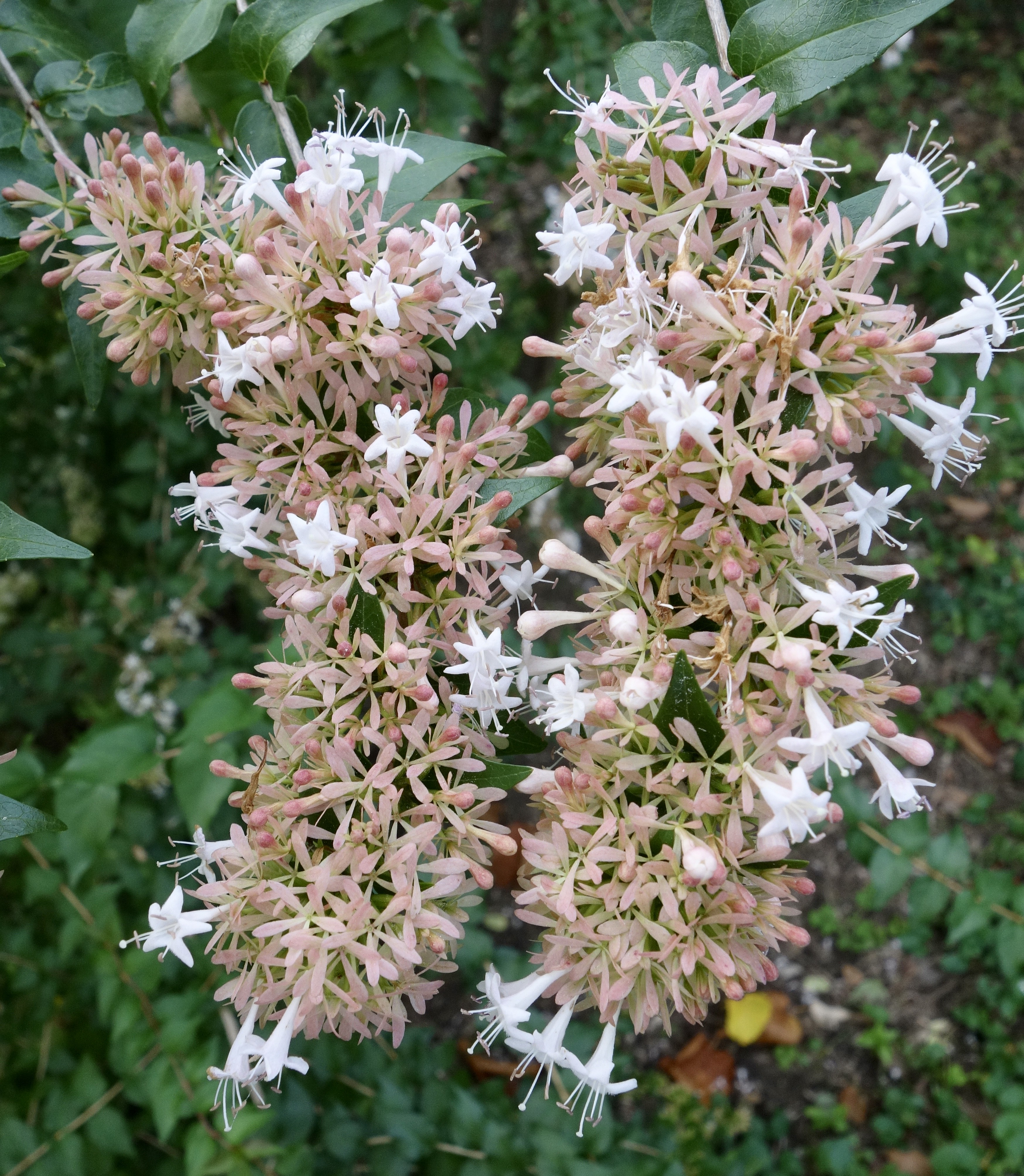 Abelia chinensis 