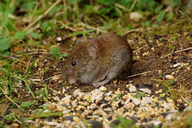 IMGP4100 Bank Vole, Barnwell Country park, October 2016
