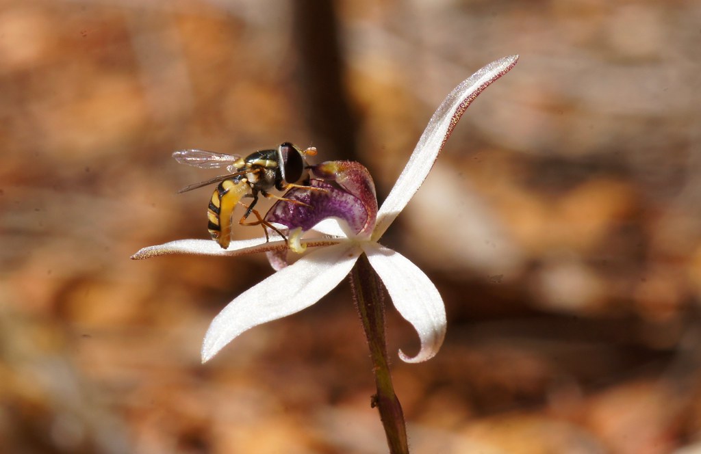 Hoverfly on Sugar Orchid