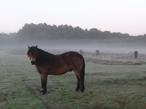 morning autumn mist sunrise suffolk exmoorponies knettishallheath