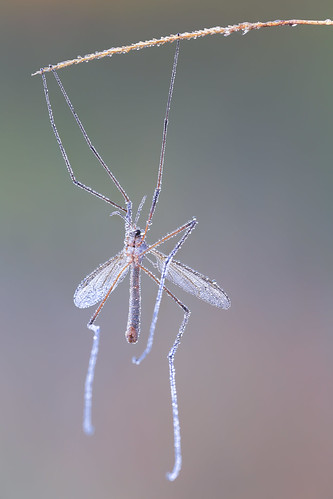 macro nature insect naturallight makro cranefly focusstack canonef180mmf35lmacrousm canoneos6d zerenestacker novoflexcastelq newportlinearstage