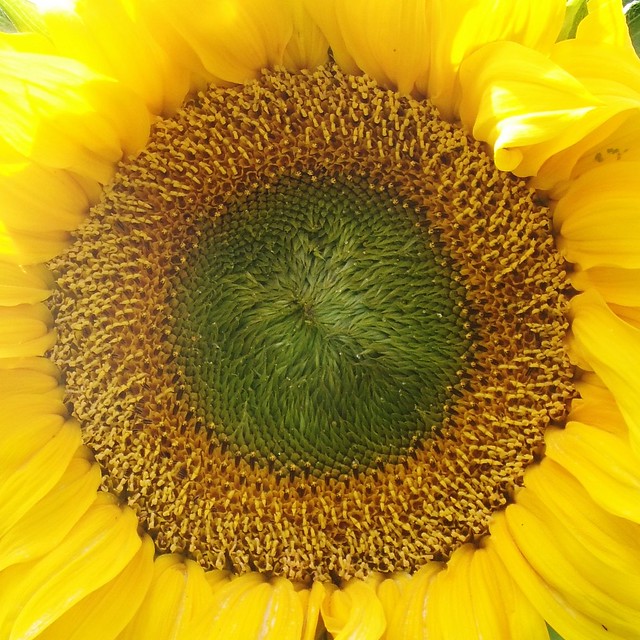 Giant Sunflower, Kew ON A Plate Kitchen Garden @ 25 July 2015 (2/2)