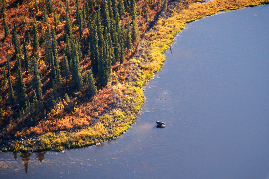 Aerial view of a moose munching on aquatic plants by the Kobuk River in Alaska. 