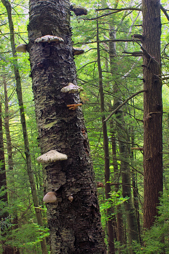 pennsylvania lycomingcounty tiadaghtonstateforest blackforesttrail pennsylvaniawilds hiking forest trees trunks mushrooms fungus fungi shelffungus ganoderma nature summer cc0 publicdomain