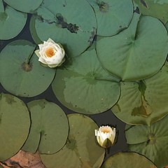 Water lily.