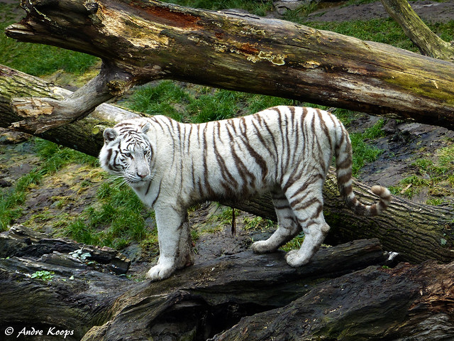 White Tiger - Pairi Daiza