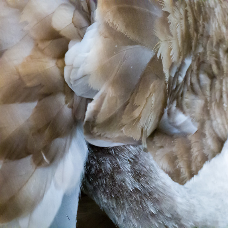 Tints and textures: abstract