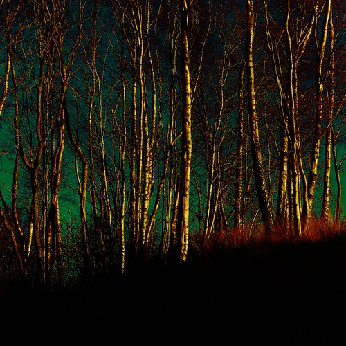 trees light colors dark square artistic fineart these secrets mindscape
