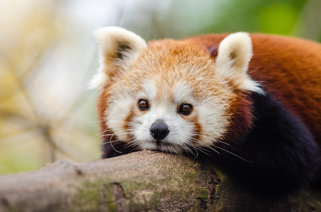 Red Panda