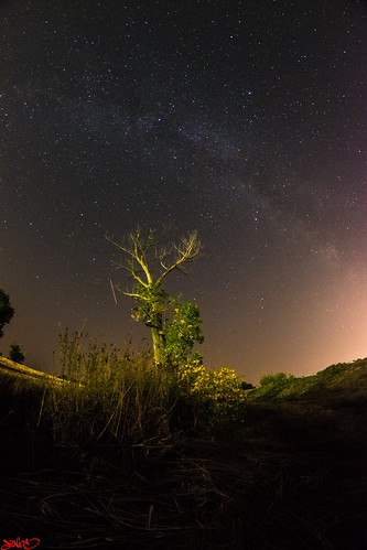 longexposure tree night stars landscape fisheye milkyway
