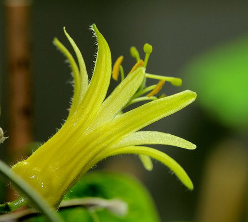 Passiflora citrina - passiflore jaune 21099953520_80cb503657