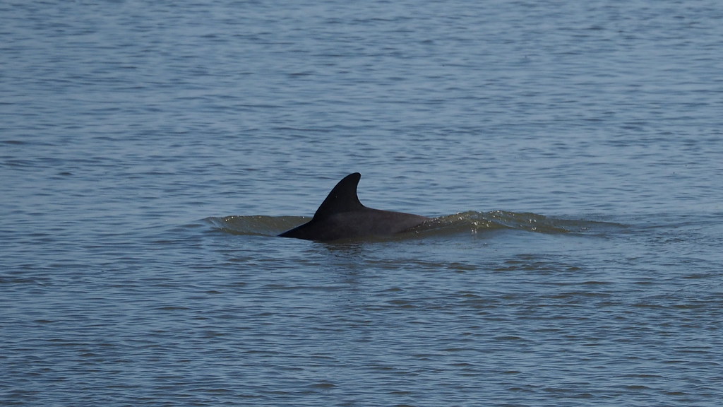 Bottlenose Dolphin | OLYMPUS DIGITAL CAMERA | carlinsc | Flickr