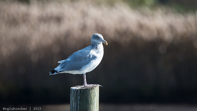 The Ubiquitous Seagull - Herring Gull - 4