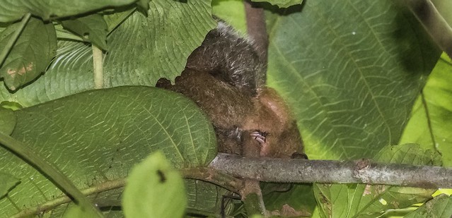My First Silky Anteater