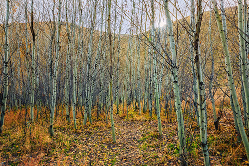 umtanumtrail trees autumn htt yakimacounty leaves
