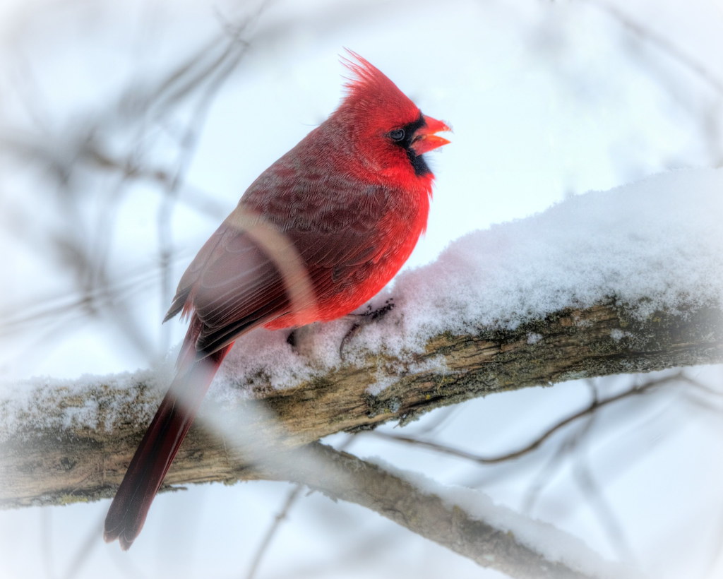 Rojo Pájaro - Northern Male Cardinal