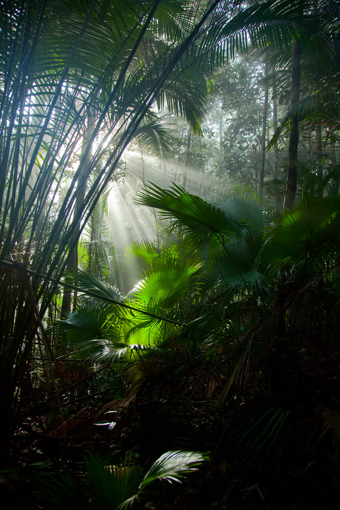 Livistona endauensis ( fan palms )--Gunung Janing Barat , Johor , Malaysia