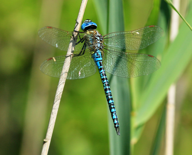 Southern-migrant Hawker,Wat Tyler CP,Essex.