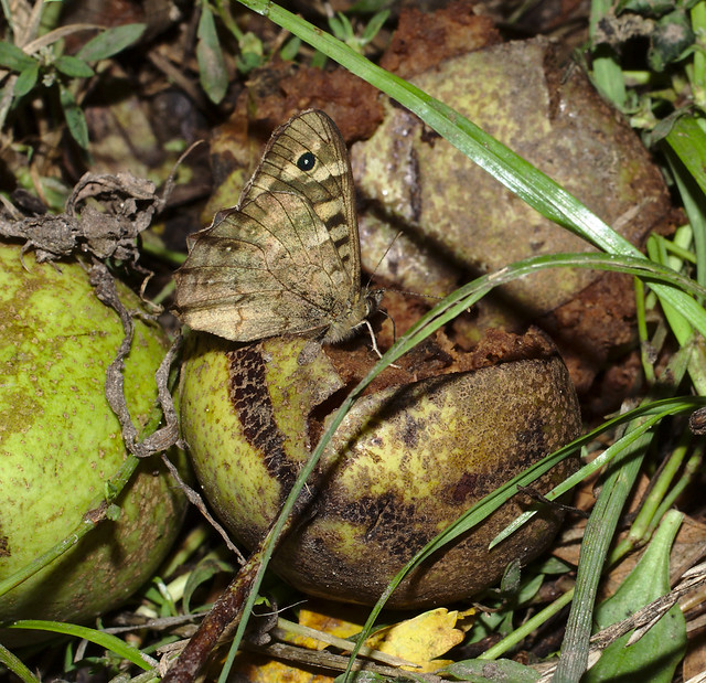 Speckled wood on a rotting pear