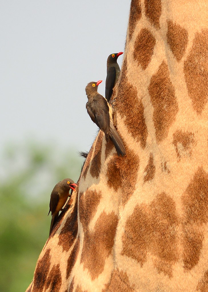 Red-billed oxpeckers (Buphagus erythrorhynchus) cleaning up ticks on a Thornicroft Giraffe.
