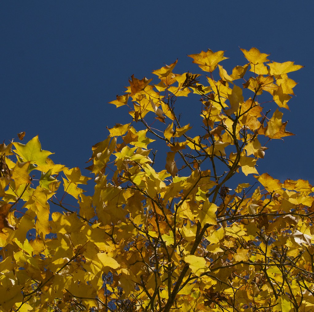 Westonbirt Arboretum | Autumn colours at Westonbirt Arboretu… | Flickr
