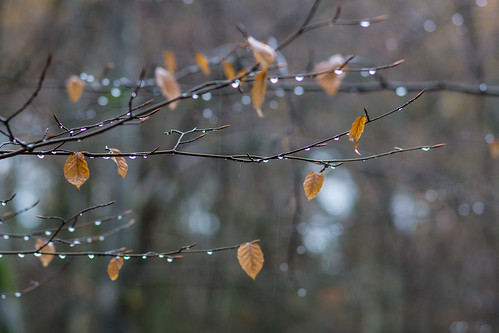 ein Regentag im Wald | by tleesch