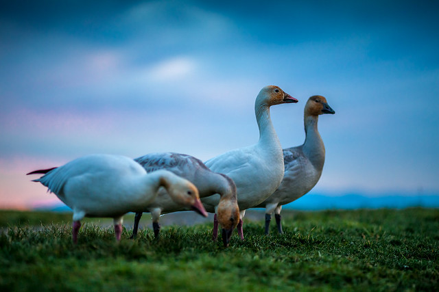 snow geese enjoy the sunset