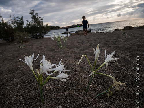 Pablo and Krinakia flowers on the beach in Paleochora.