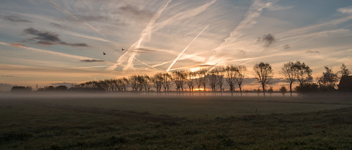 treemendoustuesday nederlandvandaag middendelfland contrails geese sundawn sunrise trees mist fog htmt
