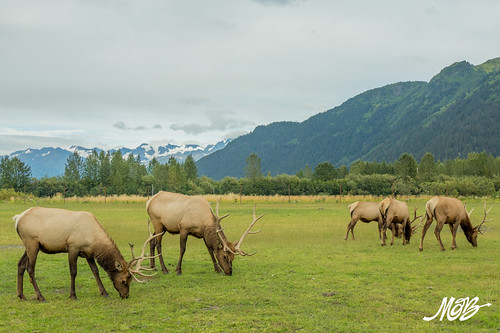 Elk, Alaska Wildlife Conservation Center