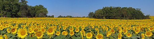 flowers summer panorama flower landscape pano scenic bluesky panoramic september sunflowers sunflower kansas endofsummer 2015 sunflowerfield leavenworthcounty grinterfarms september2015