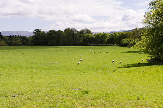 Pasture at Castletown