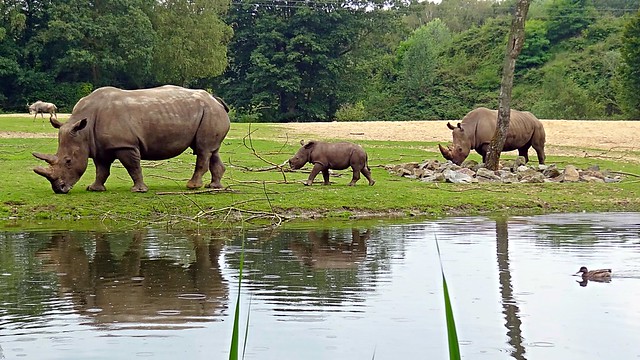 Square-lipped Rhinoceros, Burgers Zoo, Arnhem, Netherlands - 3091